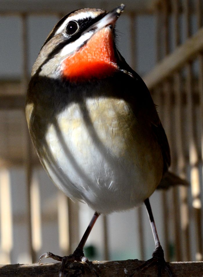 DSC_9002_副本.jpg