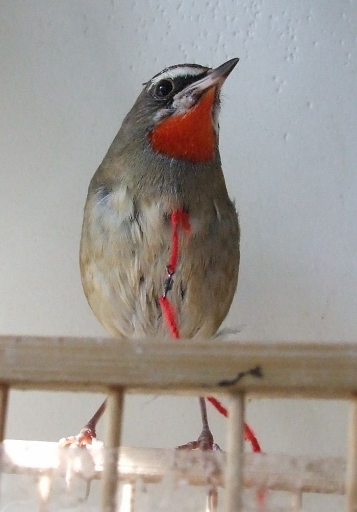 DSCF2643_副本.jpg