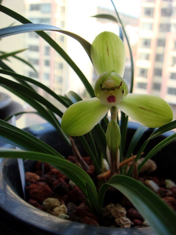 开花5.JPG