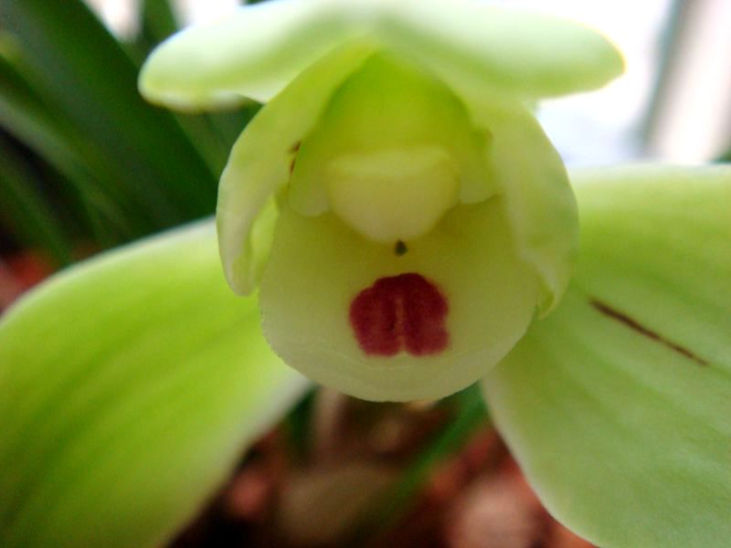 开花4.JPG