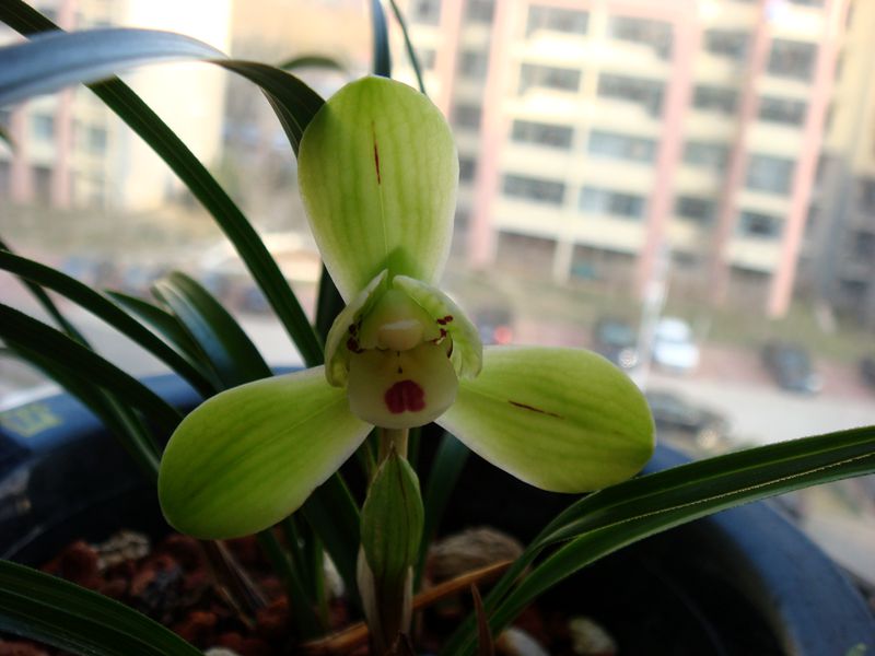 开花6.JPG