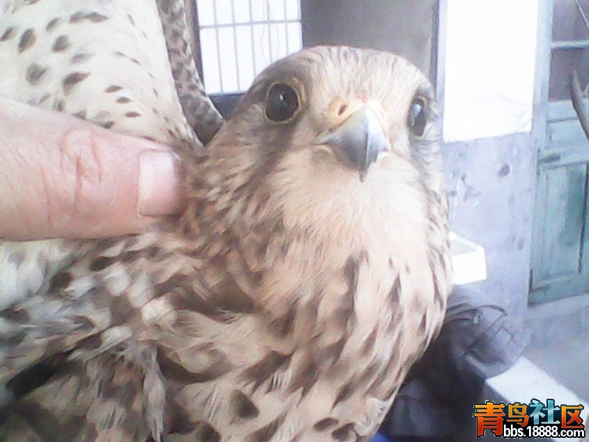 DSC_0000819_副本.jpg