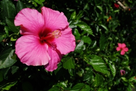 IMGP7141.JPG