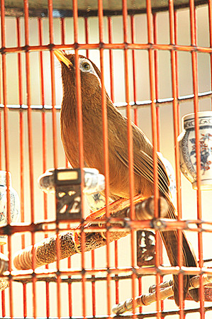 画眉鸟04.jpg