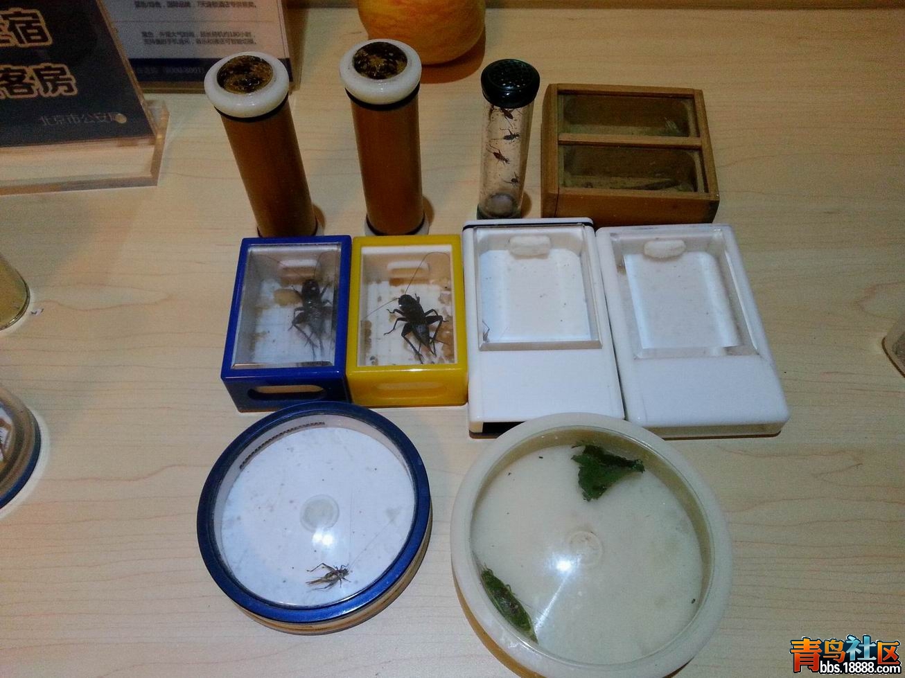家里带过来的虫.jpg