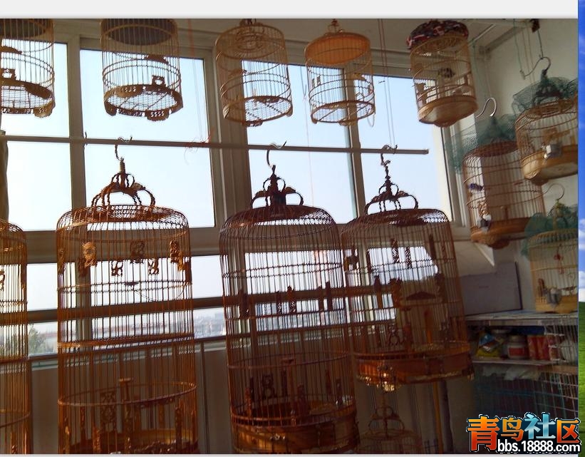 360截图8个鸟笼照片.jpg