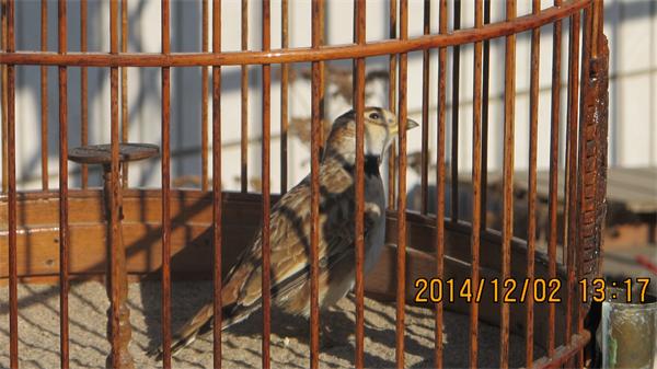 老野百灵鸟 025_2345看图王.jpg