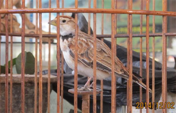 老野百灵鸟 091_2345看图王.jpg