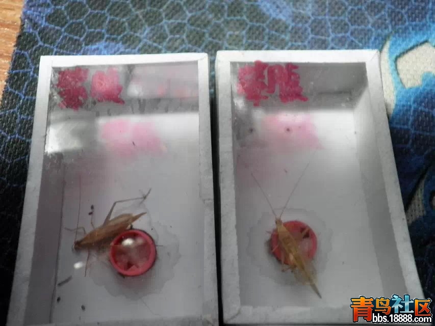 青竹.jpg
