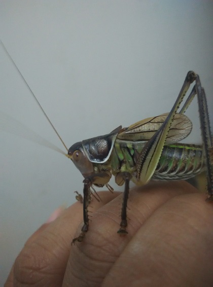microMsg.1421928122115.jpg