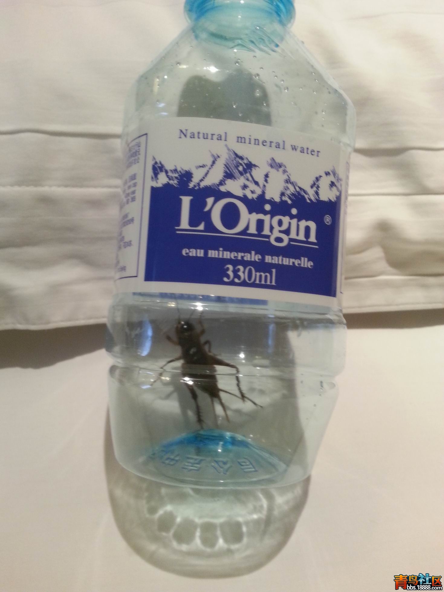 虫虫的临时住房.jpg