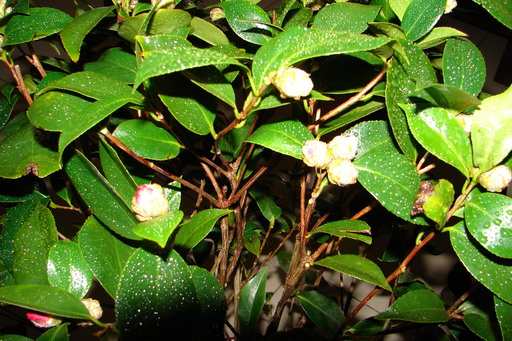 DSC00721－2.jpg