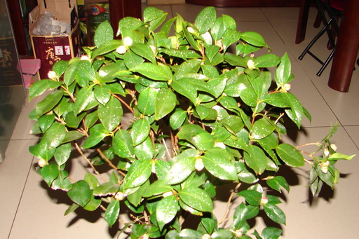 DSC00724－2.jpg