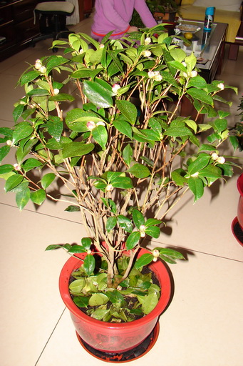 DSC00723－2.jpg