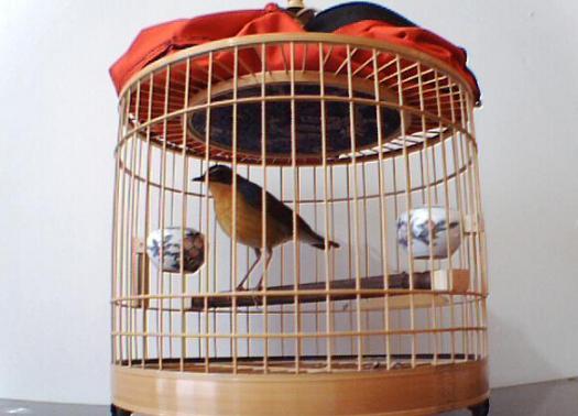 少见鸟.JPG