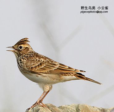 可是小沙.jpg