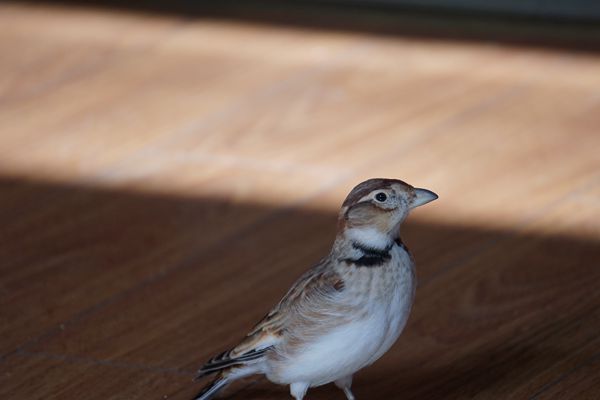 DSC00150_副本_副本.jpg