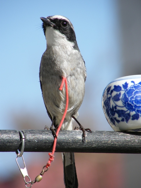 DSCF1690.JPG
