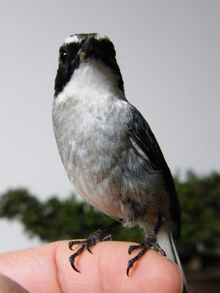 DSCF1622.JPG