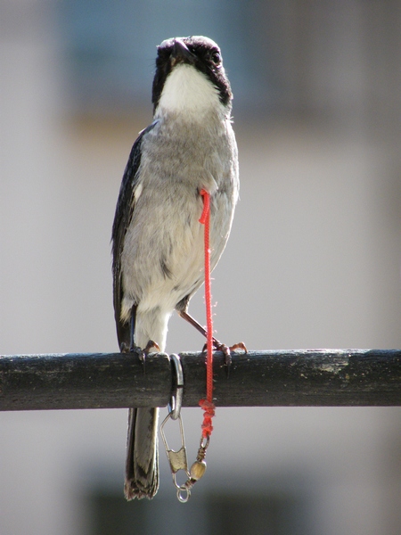 DSCF1683.JPG