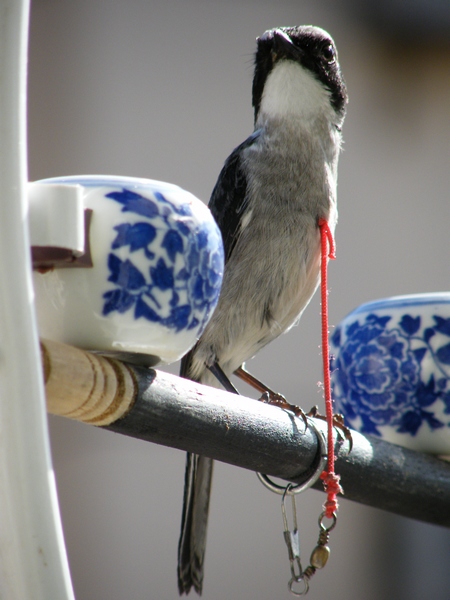 DSCF1688.JPG