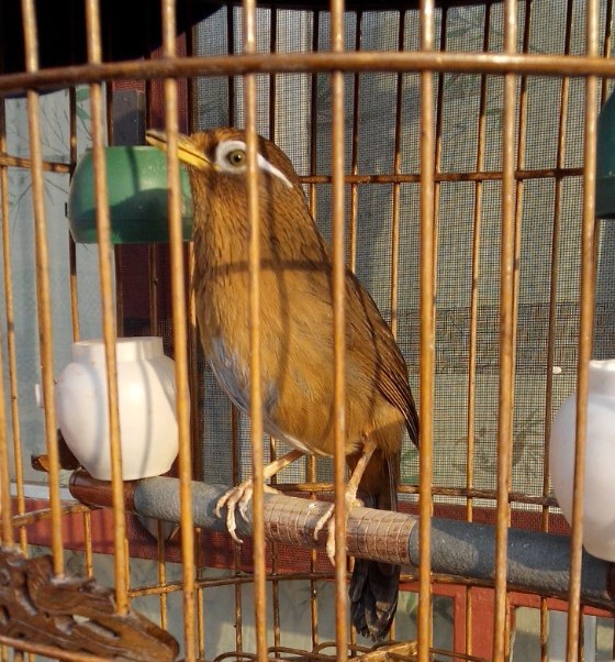 2014原毛1.jpg