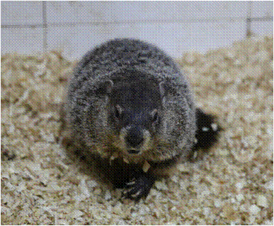 土拨鼠.gif