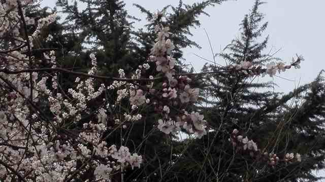 IMG_20150318_123608_thumb.jpg