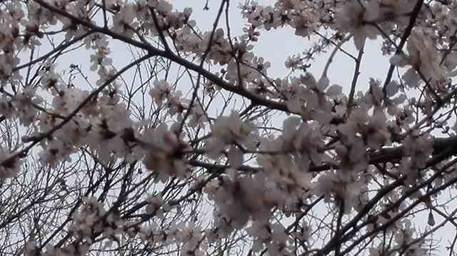IMG_20150318_124030_thumb.jpg