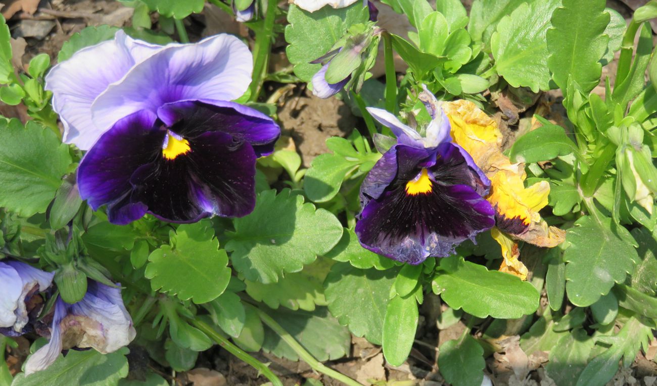 IMG_1336.JPG