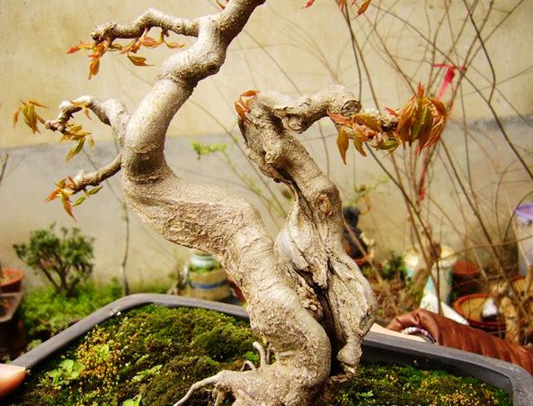 三角枫10.jpg