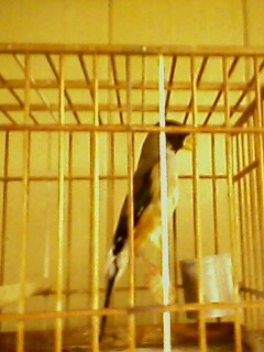 IMG0120A.jpg
