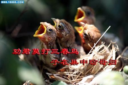 劝君莫打三春鸟，子在巢中盼母归！.jpg