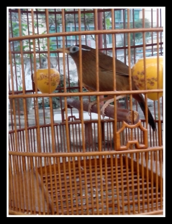 蓝鲨.jpg