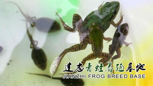 青蛙.jpg