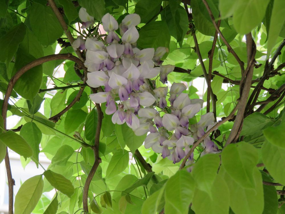 IMG_1341_副本.jpg