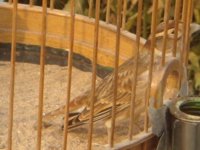 调整大小 DSC07425.JPG