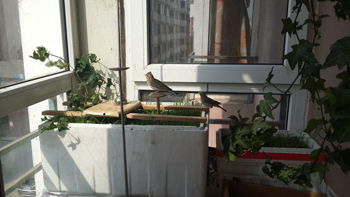 20150415_090059_副本.jpg