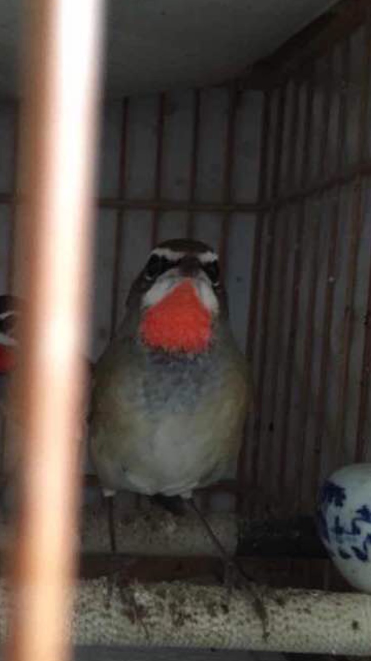 image.jpg