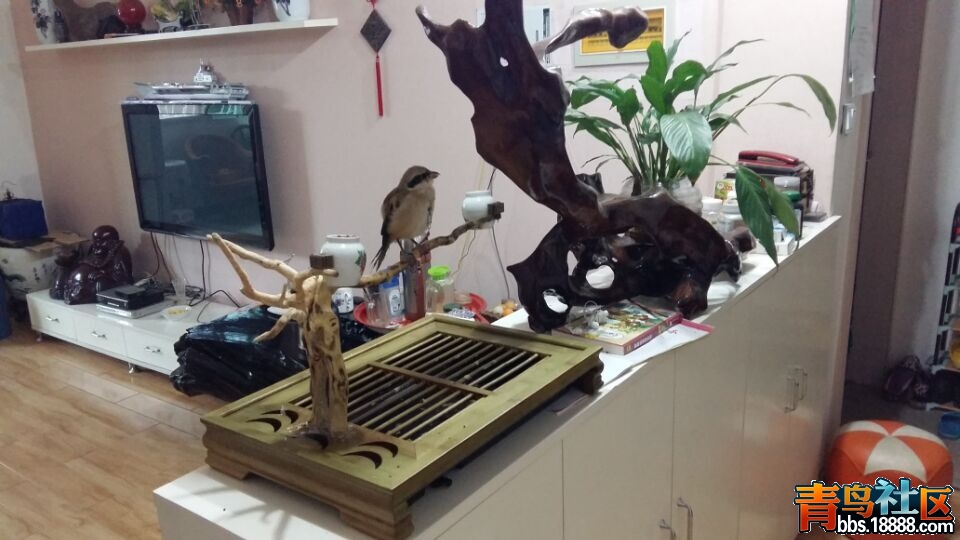 QQ图片20150530175234.jpg