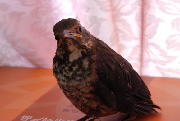 DSC_0155_副本.jpg