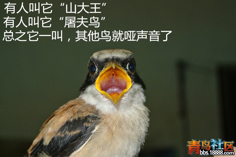 DSC_2400_副本.jpg