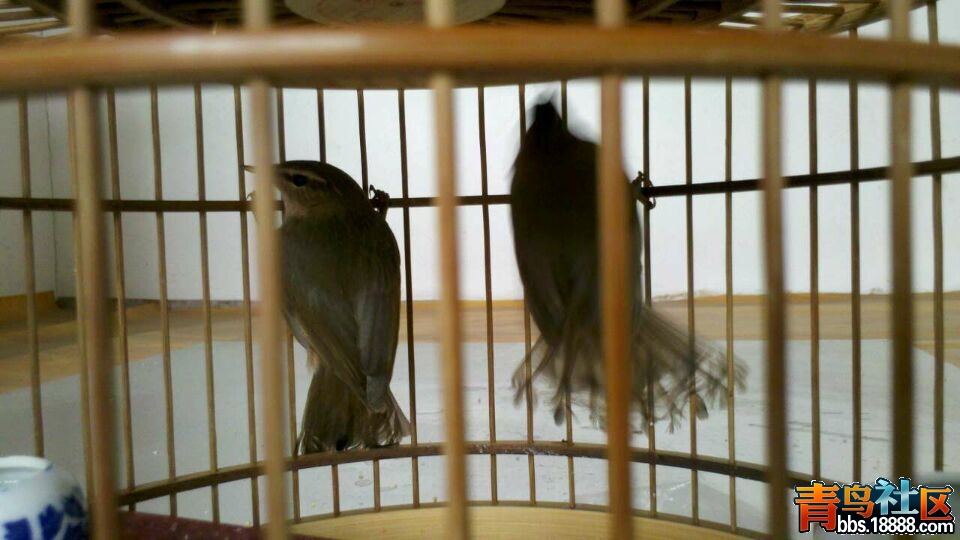 QQ图片20150517104050.jpg