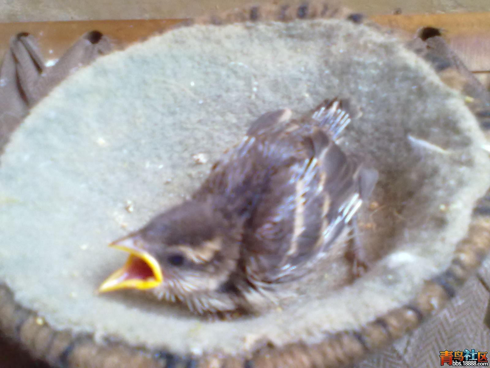 20110101595.jpg