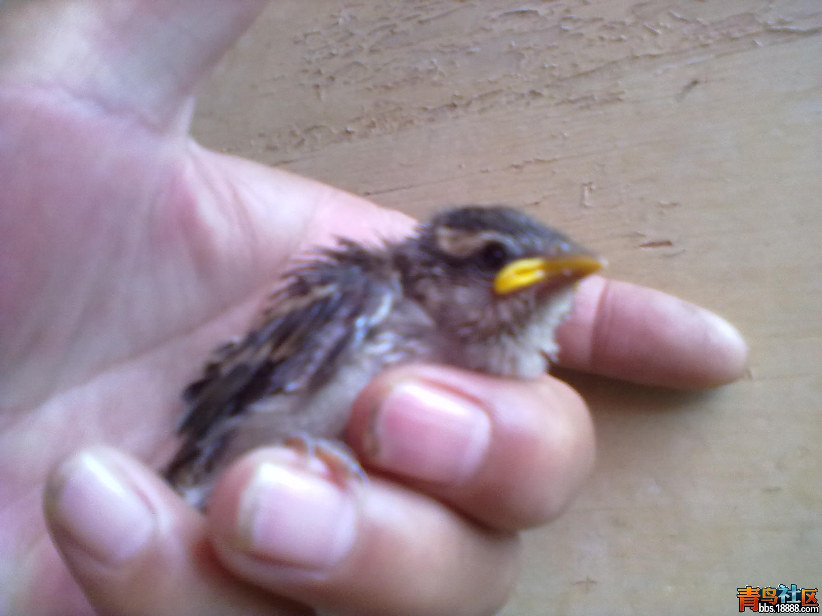 20110101575.jpg