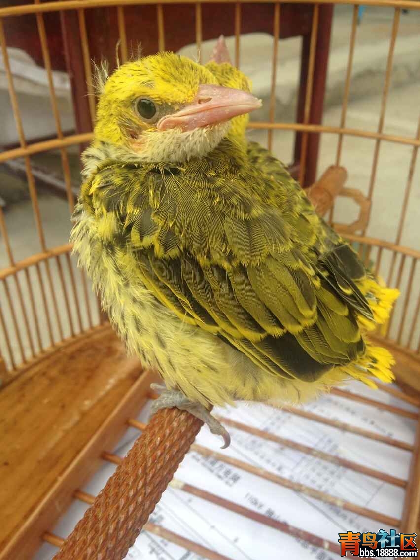 黄莺3.jpg
