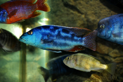 dsc_0626_conew1.jpg