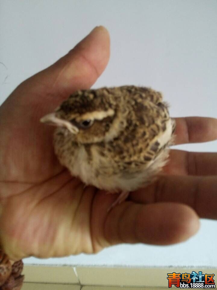 QQ图片20150616100021.jpg