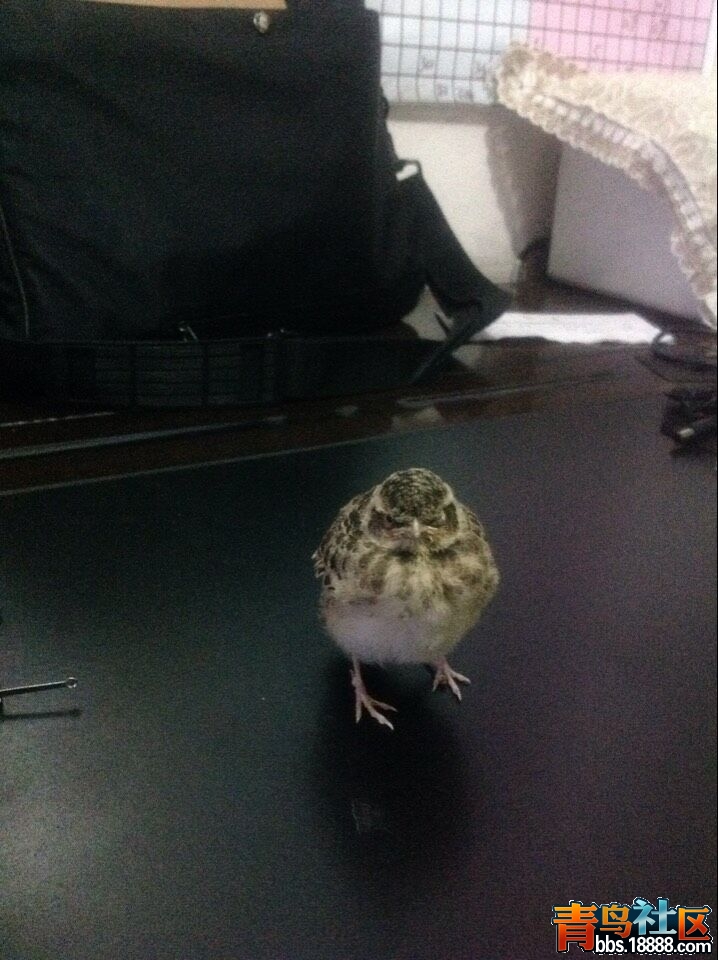 QQ图片20150613220505.jpg