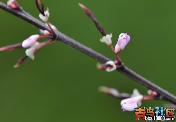 山花烂漫 092_调整大小.jpg